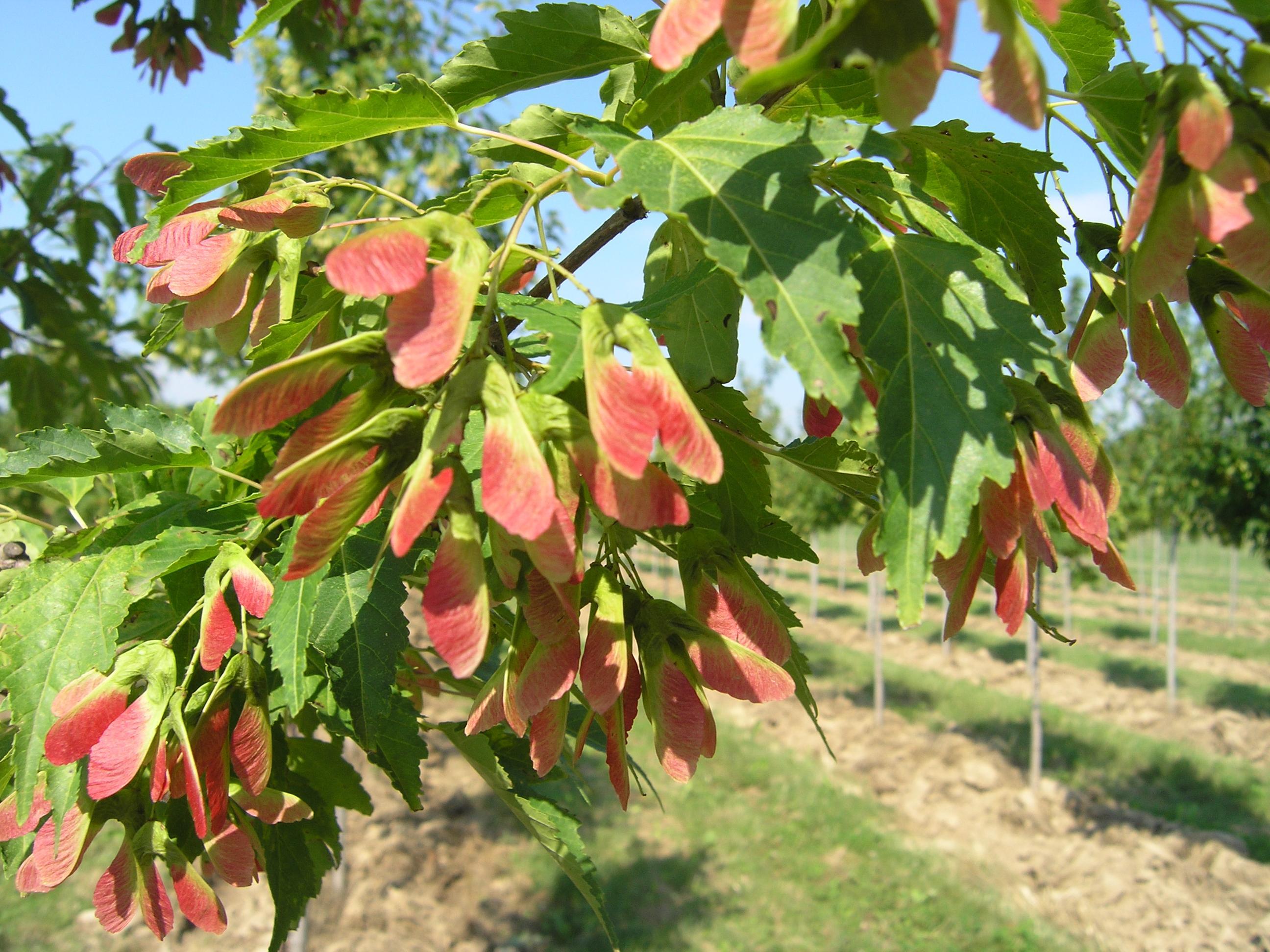 Acer ginnala
‘Ruby Slippers’